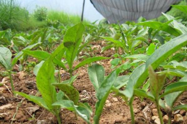 半夏產地在哪里 半夏的形態特征