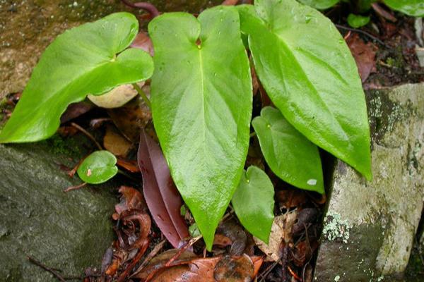 半夏產地在哪里 半夏的形態特征