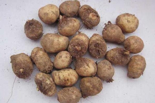 半夏產地在哪里 半夏的形態特征