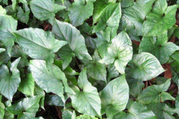 半夏種植時(shí)間及高產(chǎn)栽培技術(shù) 半夏的生存環(huán)境