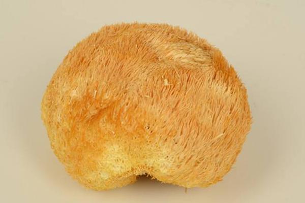 猴頭菇怎么吃最好 鮮猴頭菇怎么處理