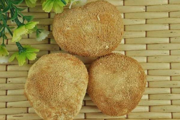 什么人不適合吃猴頭菇 如何選購猴頭菇