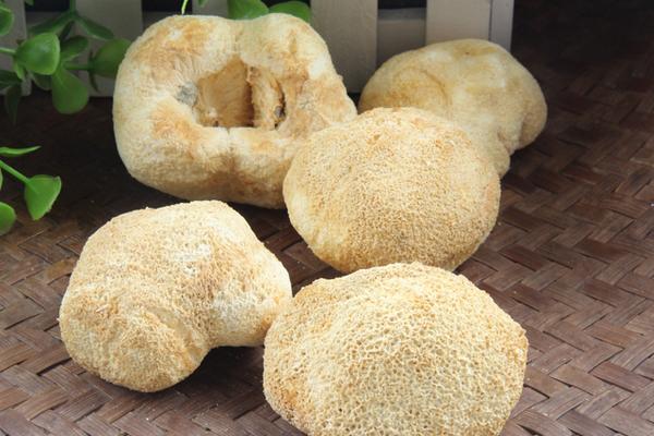 猴頭菇的功效與作用及禁忌 猴頭菇的營養價值及食用方法