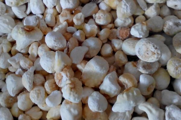 麥冬金銀花茶緩解咽炎嗎 麥冬的藥材搭配