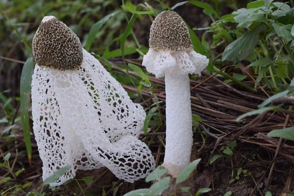 竹蓀圖片大全 竹蓀是什么 竹蓀的食用方法