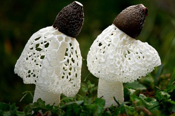 竹蓀圖片大全 竹蓀是什么 竹蓀的食用方法