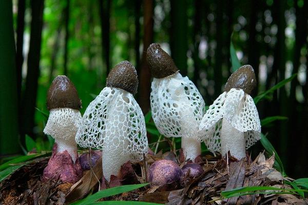 竹蓀圖片大全 竹蓀是什么 竹蓀的食用方法