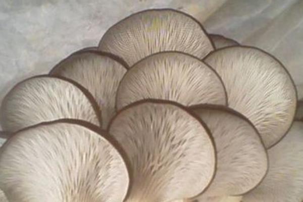 平菇市場價(jià)格多少錢一斤  平菇的挑選方法