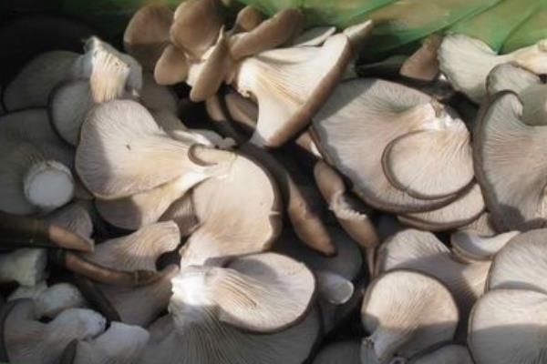 平菇市場(chǎng)價(jià)格多少錢一斤 平菇的挑選方法