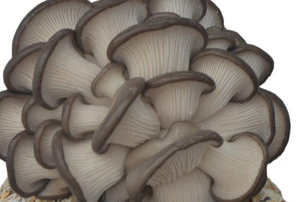 平菇種植最簡單方法 平菇的采收技巧