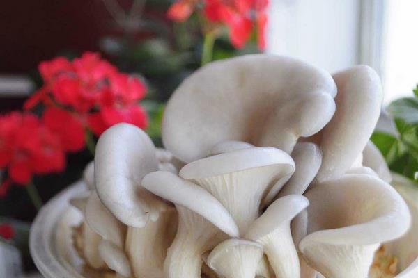 平菇種植最簡單方法 平菇的采收技巧