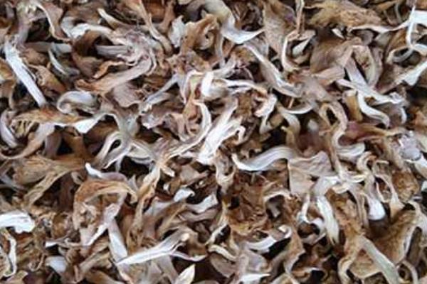 平菇種植最簡單方法 平菇的采收技巧