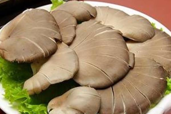 平菇種植最簡單方法 平菇的采收技巧