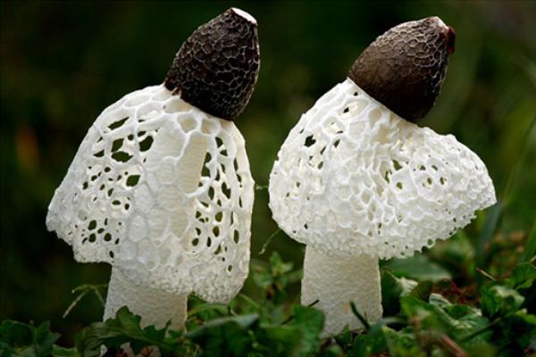 竹蓀發黃還能吃嗎 竹蓀有毒嗎