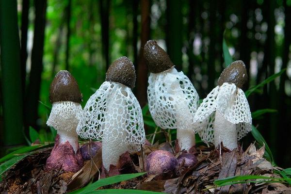 竹蓀和竹蓀蛋的區別是什么