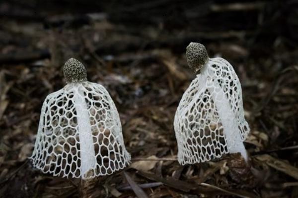 竹蓀孕婦可以吃嗎 吃竹蓀有什么好處