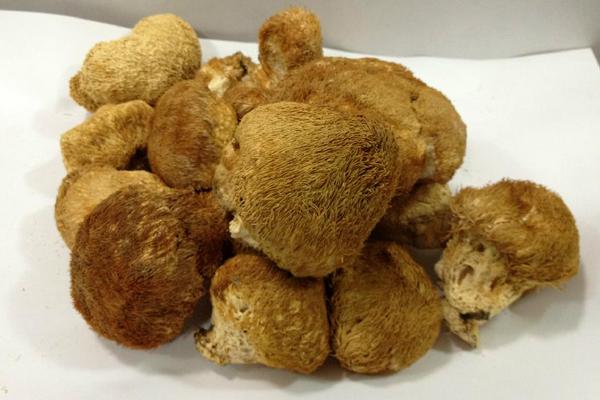 猴頭菇的功效與作用及禁忌 猴頭菇的營(yíng)養(yǎng)價(jià)值及食用方法