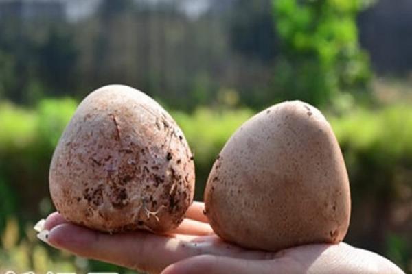 竹蓀蛋市場價格多少錢一斤 竹蓀蛋簡介