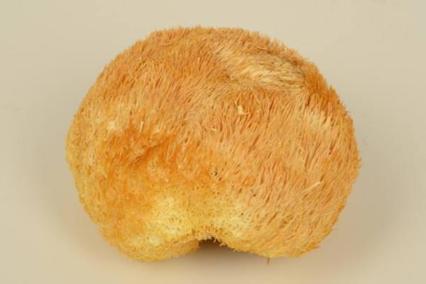 猴頭菇為什么是苦的 猴頭菇怎么泡