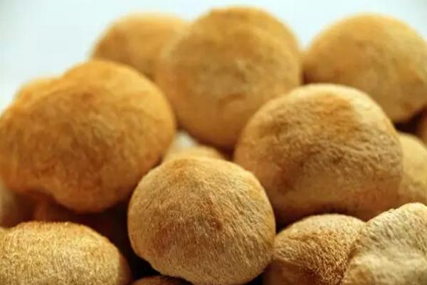 猴頭菇的功效與作用及禁忌 猴頭菇的營(yíng)養(yǎng)價(jià)值及食用方法