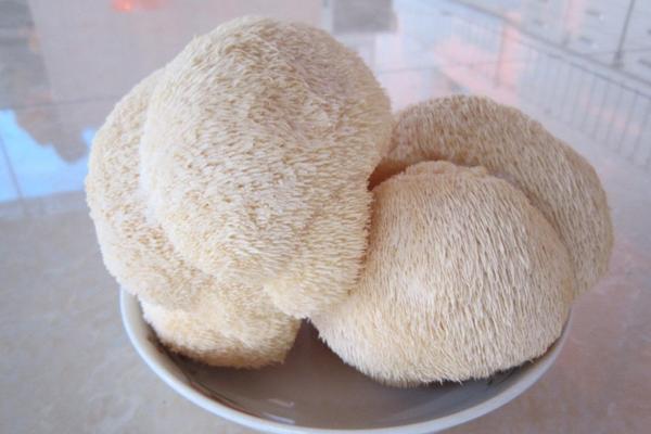 猴頭菇為什么是苦的 猴頭菇怎么泡