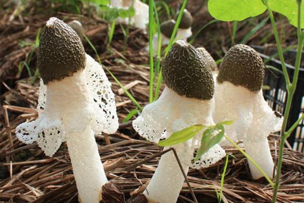 竹蓀怎么種植 竹蓀種植時間及技術