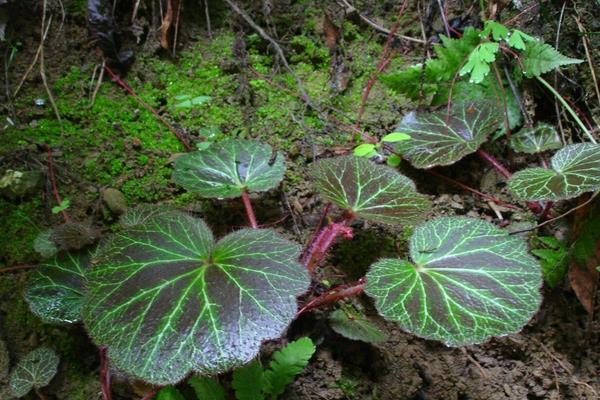 虎耳草煎雞蛋的功效與作用 虎耳草煎雞蛋的做法步驟