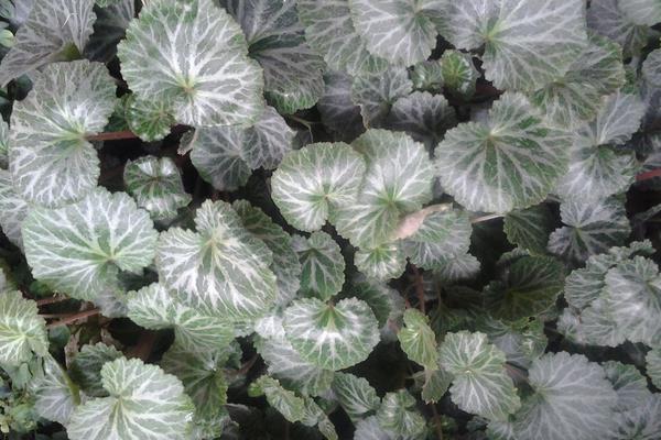 虎耳草有毒嗎 虎耳草能在家庭室內養嗎