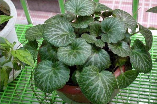 虎耳草怎么養 虎耳草養殖方法與注意事項