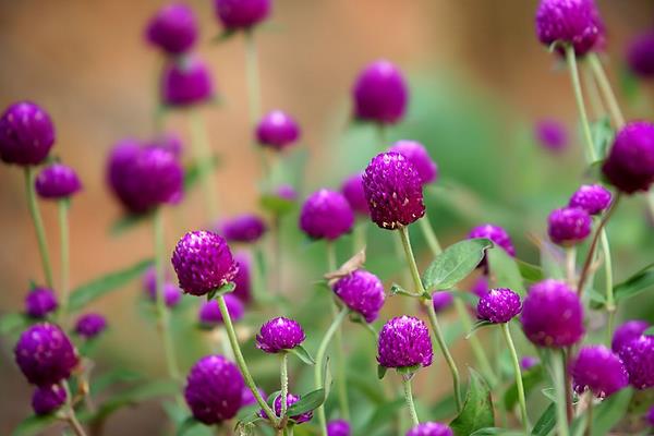 千日紅的功效與作用及禁忌 千日紅市場價多少錢一斤
