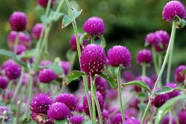 千日紅產(chǎn)地在哪里 千日紅是藥嗎