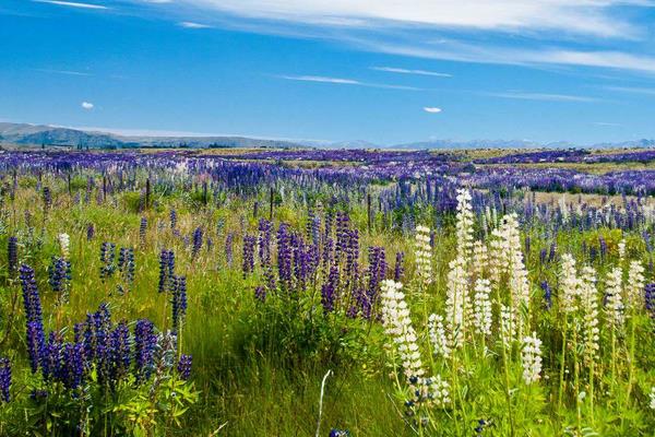 魯冰花種子市場價格多少錢一斤  魯冰花的繁殖方法