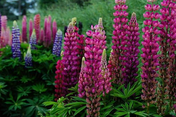 魯冰花圖片大全 魯冰花是什么花 魯冰花花語
