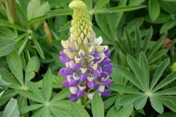 魯冰花圖片大全 魯冰花是什么花 魯冰花花語