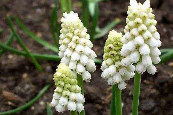 魯冰花圖片大全 魯冰花是什么花 魯冰花花語