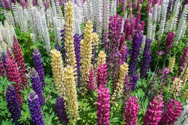 魯冰花圖片大全 魯冰花是什么花 魯冰花花語