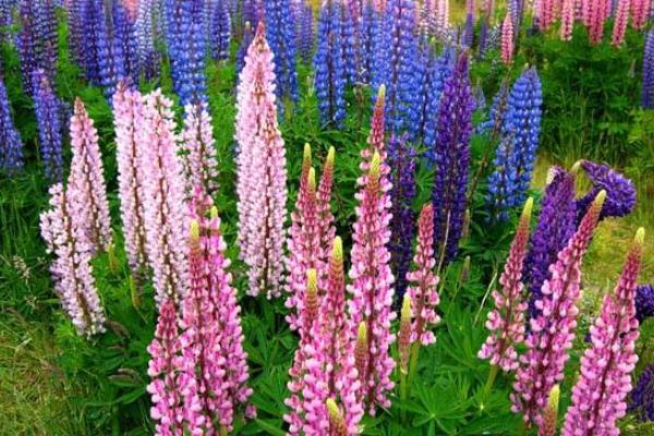 魯冰花圖片大全 魯冰花是什么花 魯冰花花語