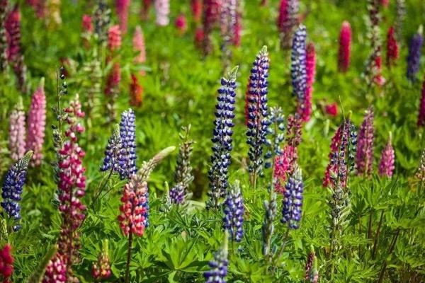 魯冰花圖片大全 魯冰花是什么花 魯冰花花語