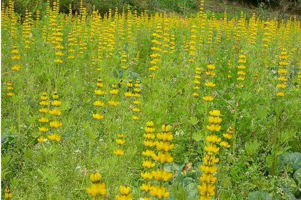 魯冰花圖片大全 魯冰花是什么花 魯冰花花語