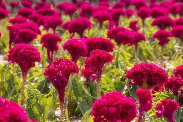 雞冠花治婦科病嗎 雞冠花能治什么病