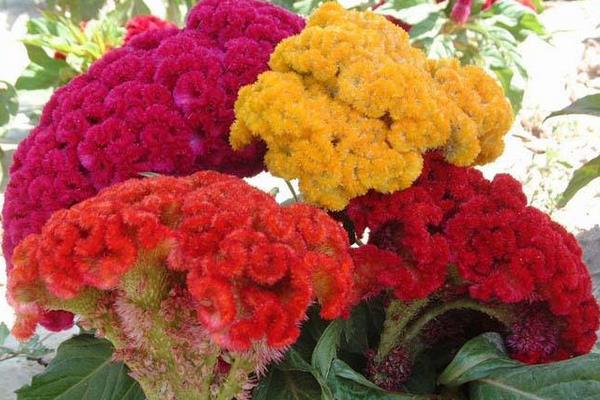 雞冠花的功效與作用及禁忌 雞冠花藥用價(jià)值