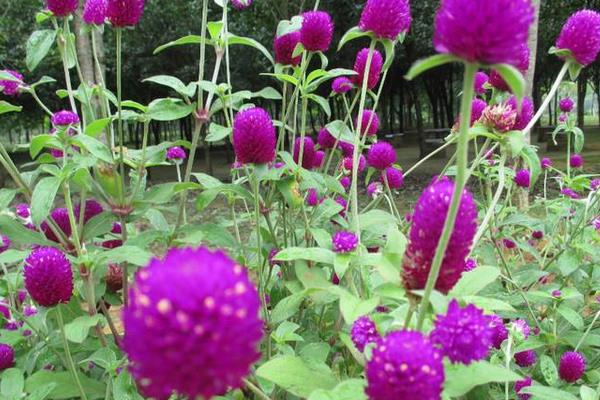 千日紅圖片大全 千日紅花語(yǔ)及寓意