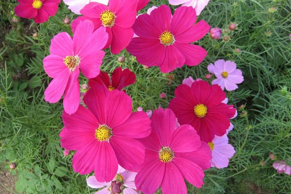 波斯菊有毒嗎 波斯菊能放在家庭臥室嗎