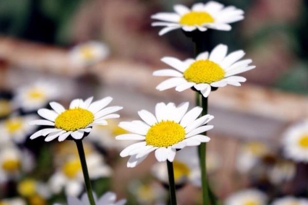 雛菊和白晶菊的區別是什么 如何制作雛菊干花