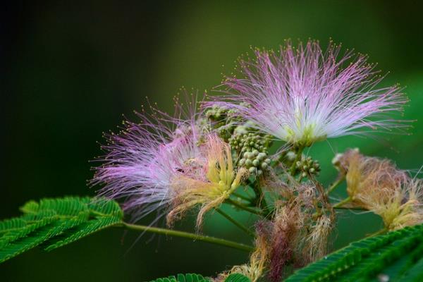 合歡花茶的功效與作用及禁忌 合歡花茶的制作方法