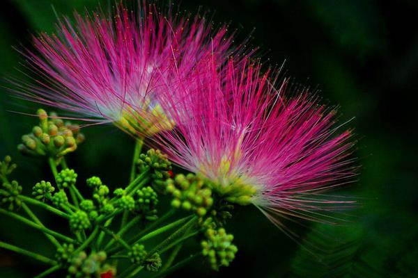 合歡花圖片大全 合歡花花語及寓意