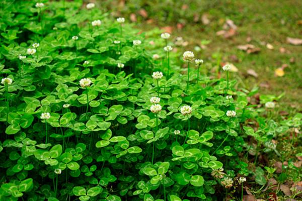 白車軸草和三葉草的區別是什么 三葉草常見品種