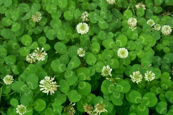 白車軸草什么時候開花 白車軸草花期是幾月