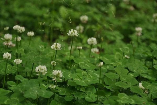 白車軸草什么時候開花 白車軸草花期是幾月