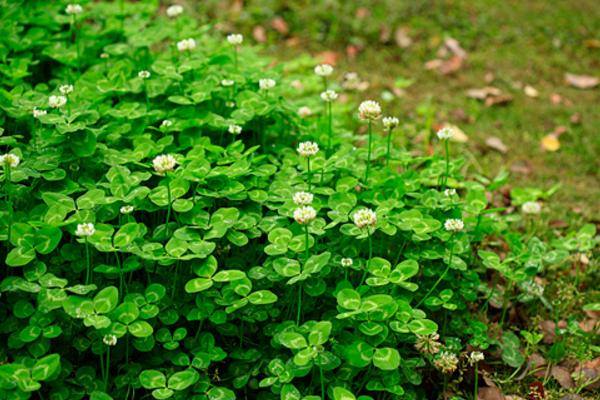 白車軸草什么時候開花 白車軸草花期是幾月
